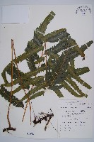 邊緣鱗蓋蕨藏品圖，第1張