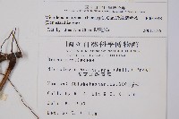 邊緣鱗蓋蕨藏品圖，第2張