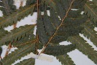 邊緣鱗蓋蕨藏品圖，第3張