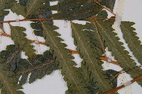 邊緣鱗蓋蕨藏品圖，第4張