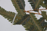 邊緣鱗蓋蕨藏品圖，第5張