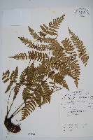 蓬萊鱗毛蕨藏品圖，第1張