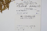 蓬萊鱗毛蕨藏品圖，第2張