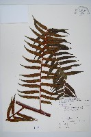 黑桫蕨藏品圖，第1張