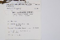 黑桫蕨藏品圖，第2張