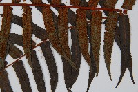 黑桫蕨藏品圖，第3張