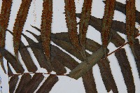 黑桫蕨藏品圖，第4張