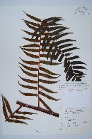 黑桫蕨藏品圖，第1張