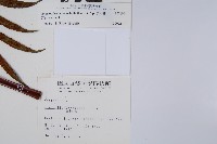 黑桫蕨藏品圖，第8張