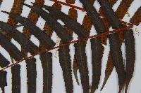 黑桫蕨藏品圖，第9張