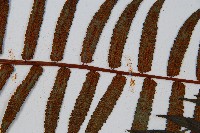 黑桫蕨藏品圖，第10張