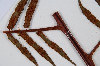 黑桫蕨藏品圖，第11張