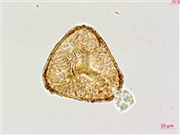 黑桫蕨藏品圖，第2張