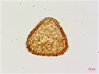 黑桫蕨藏品圖，第4張