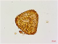 黑桫蕨藏品圖，第6張