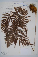 金狗毛蕨藏品圖，第1張