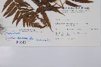 金狗毛蕨藏品圖，第2張