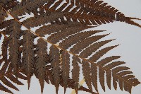 金狗毛蕨藏品圖，第3張