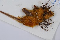 金狗毛蕨藏品圖，第5張