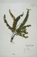 生芽鐵角蕨藏品圖，第1張