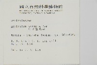 生芽鐵角蕨藏品圖，第2張