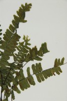 生芽鐵角蕨藏品圖，第3張