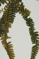 生芽鐵角蕨藏品圖，第5張