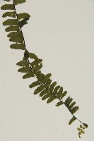 生芽鐵角蕨藏品圖，第4張