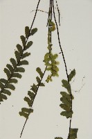 生芽鐵角蕨藏品圖，第5張