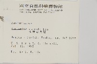 生芽鐵角蕨藏品圖，第2張