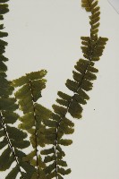 生芽鐵角蕨藏品圖，第3張