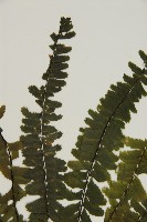 生芽鐵角蕨藏品圖，第4張