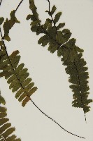 生芽鐵角蕨藏品圖，第5張