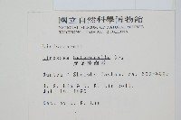 海島鱗始蕨藏品圖，第2張