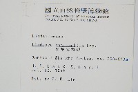 海島鱗始蕨藏品圖，第2張