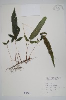 新月蕨藏品圖，第1張