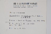 新月蕨藏品圖，第2張