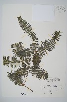 賽芒萁藏品圖，第1張