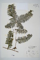 賽芒萁藏品圖，第1張