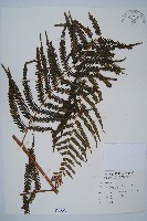 金狗毛蕨藏品圖，第1張