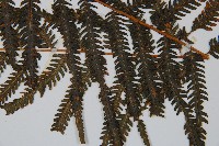 金狗毛蕨藏品圖，第3張