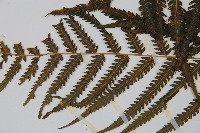 金狗毛蕨藏品圖，第4張