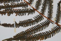 金狗毛蕨藏品圖，第5張