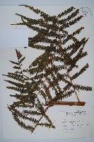 金狗毛蕨藏品圖，第1張