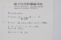 金狗毛蕨藏品圖，第2張