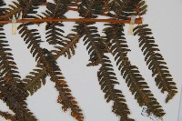 金狗毛蕨藏品圖，第3張