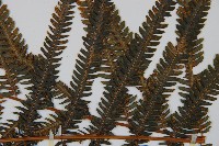 金狗毛蕨藏品圖，第4張