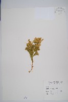 玉柏藏品圖，第1張