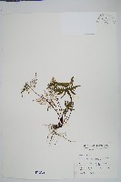 長柄粉背蕨藏品圖，第1張