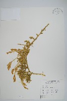 石松藏品圖，第1張